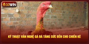 Kỹ Thuật Vần Nghệ Gà Đá